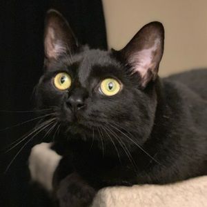 Meet your Posher, Brian